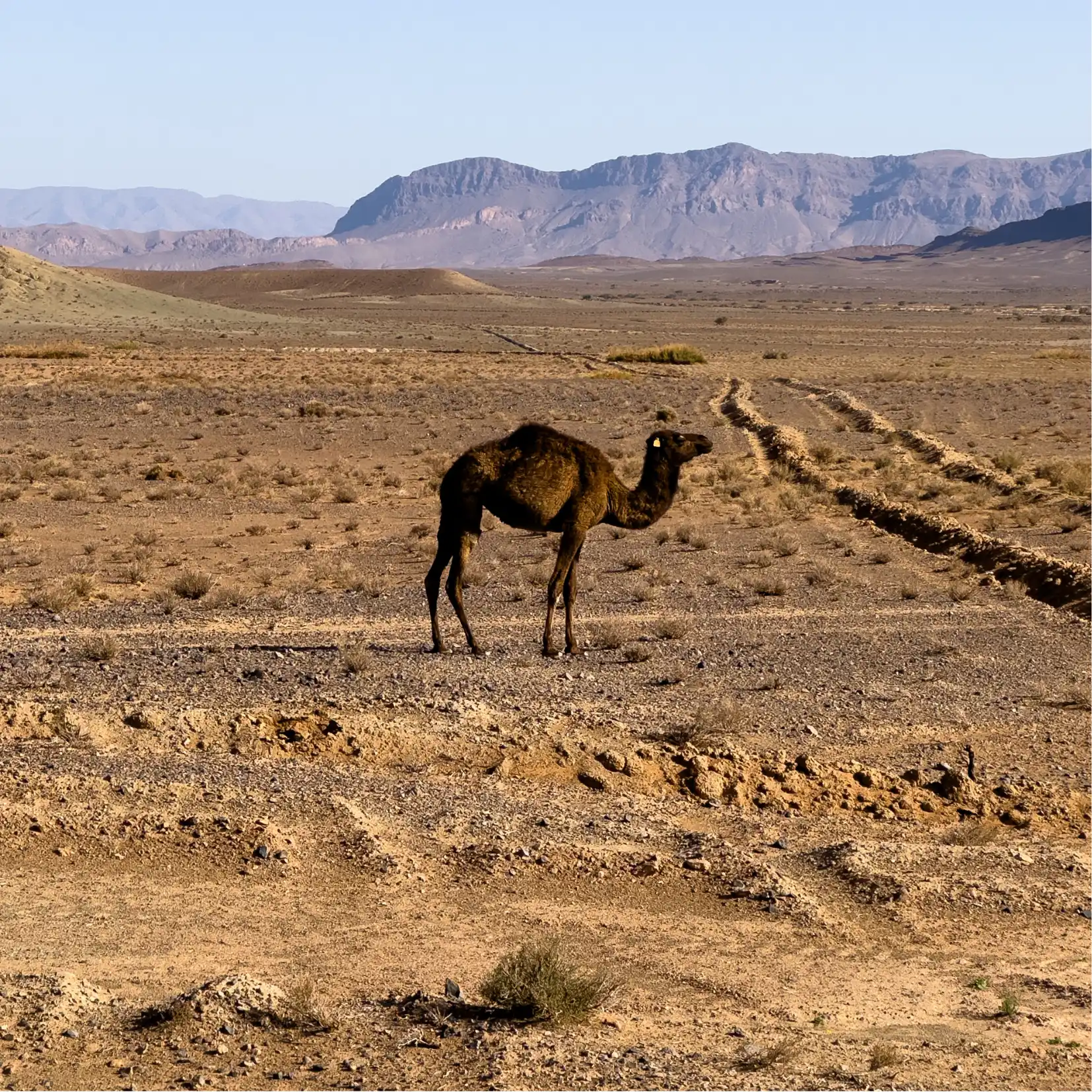 roadbook 4x4 Maroc dromadaire