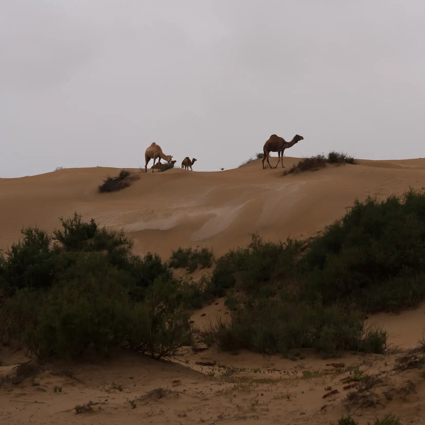 roadbook maroc 4x4 dromadaire