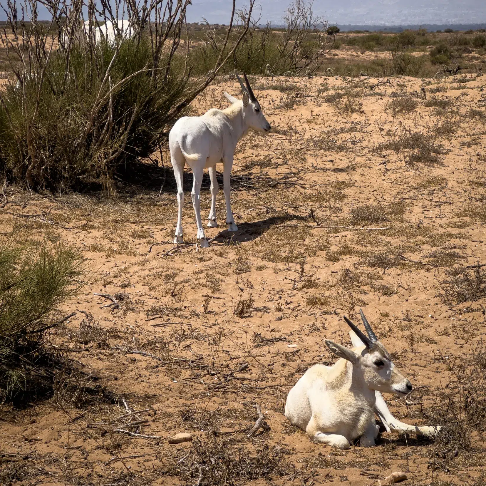 gazelle maroc 4x4